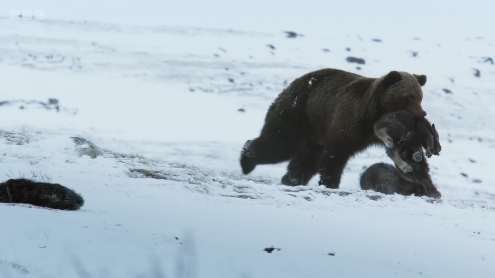 Grizzly bear (Ursus arctos horribilis) as shown in Frozen Planet II - Frozen Worlds